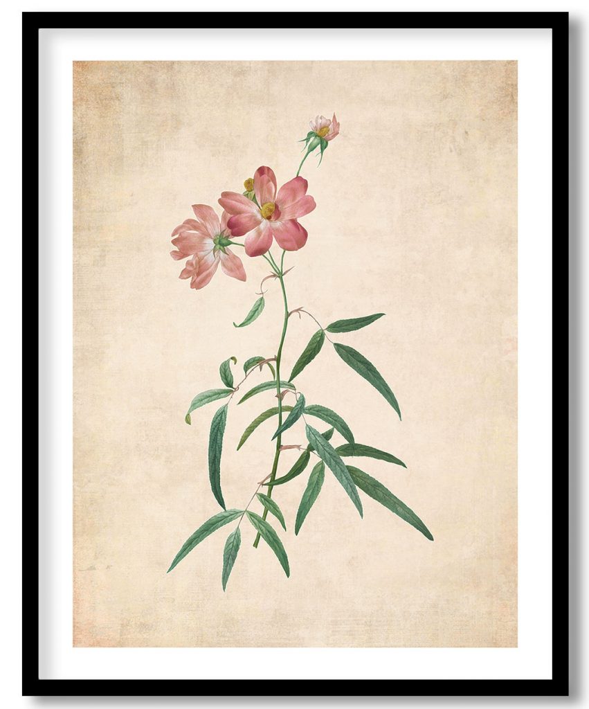 Rosa Longifolia - Pressed Vintage Botanical