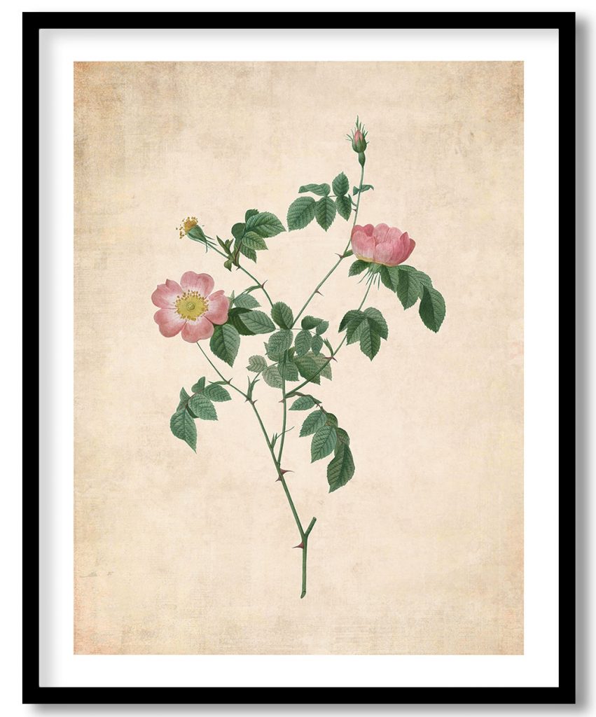 Rosa indica - Pressed Vintage Botanical
