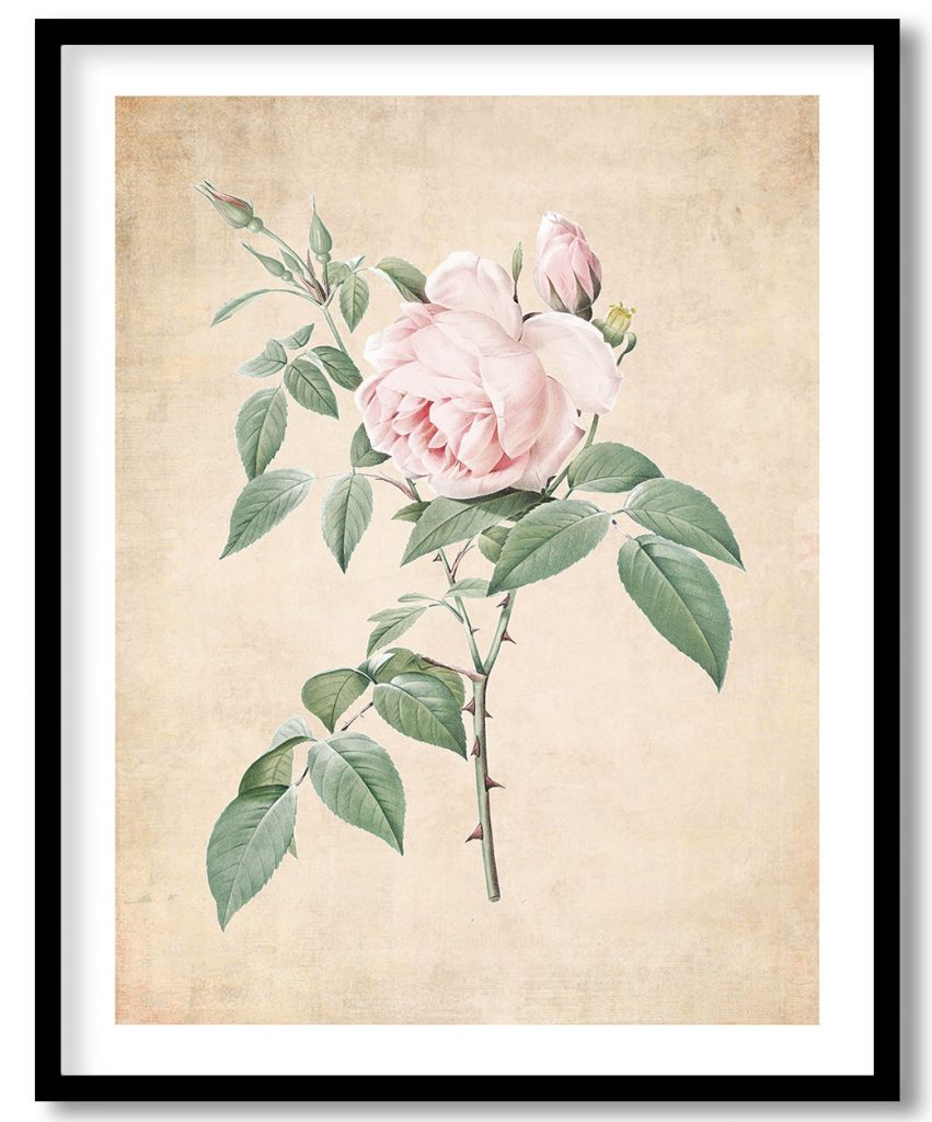Rosa indica fragrans - Pressed Vintage Botanical