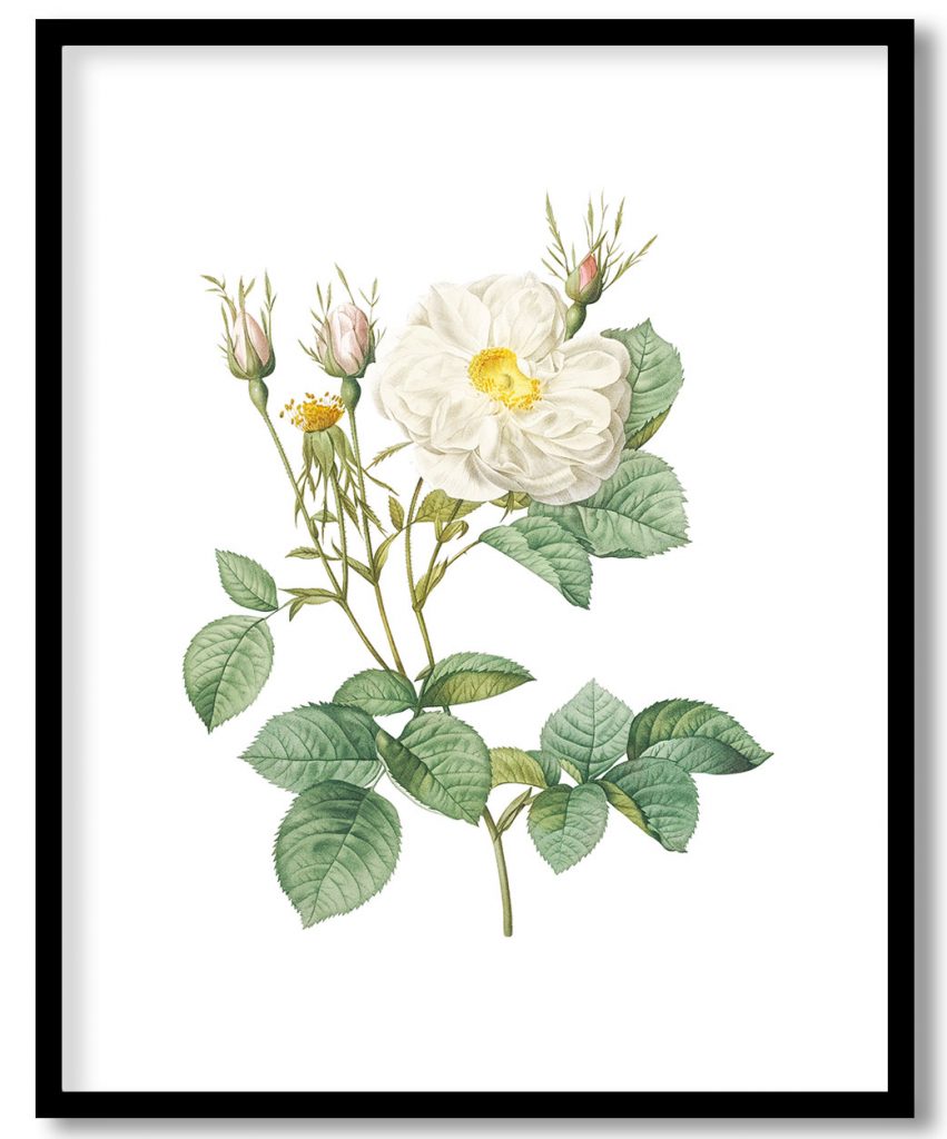Rosa x alba, also known as the White Leaf of Fleury (Rosa alba foliacea) from Les Roses (1817–1824)