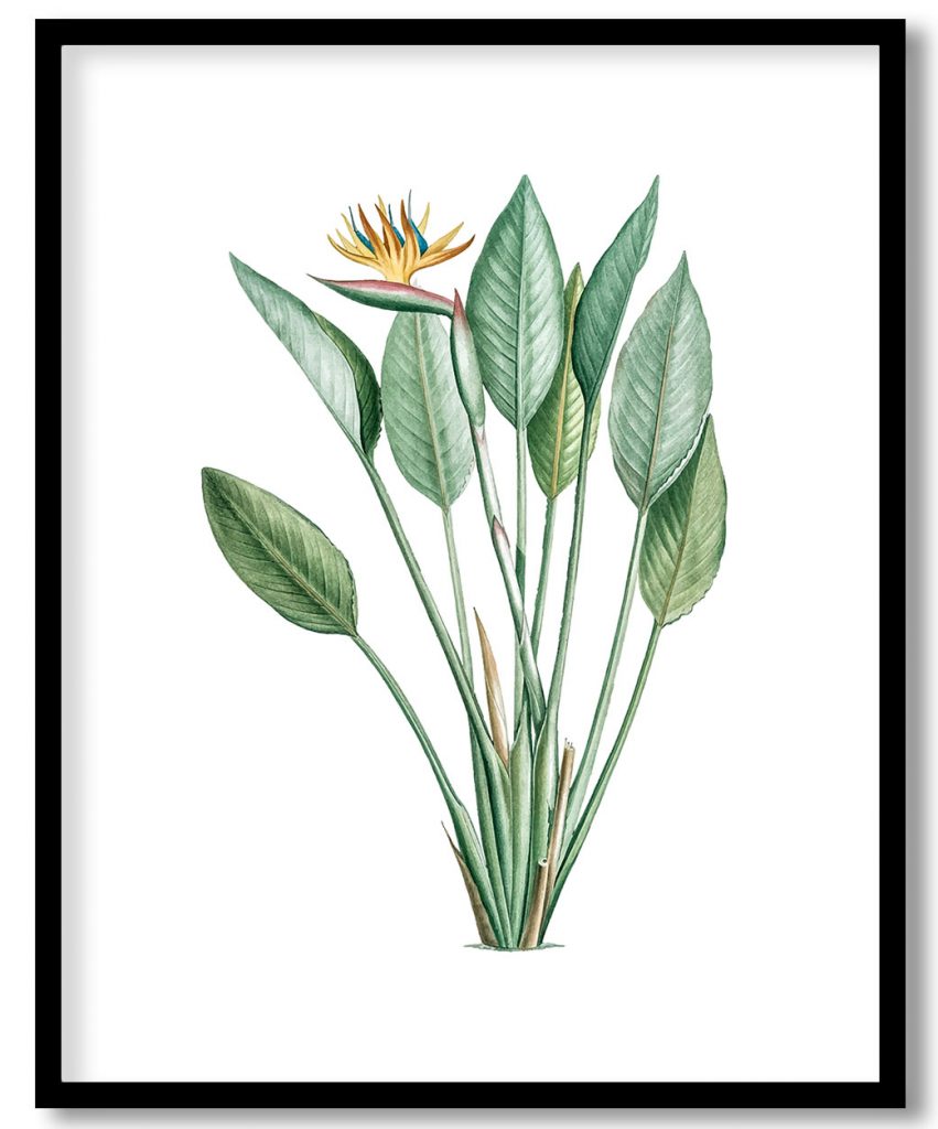 Vintage Bird of paradise