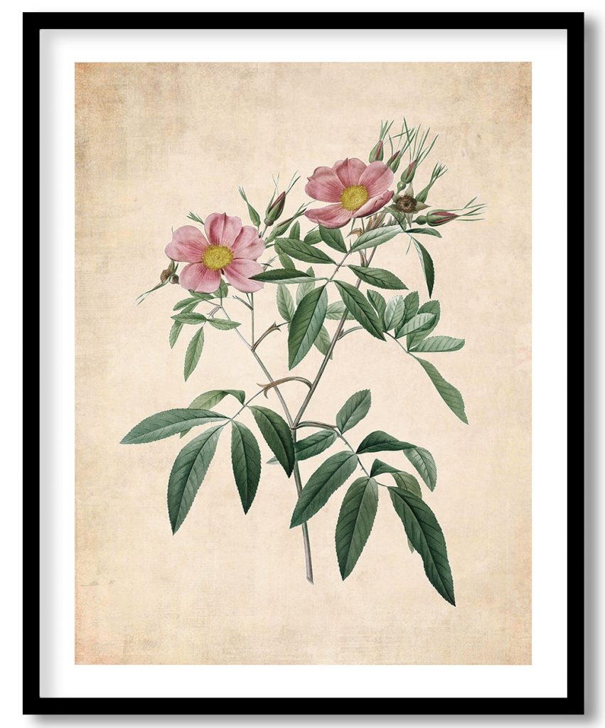 Rosa Hudsoniana Salicifolia - Pressed Vintage Botanical