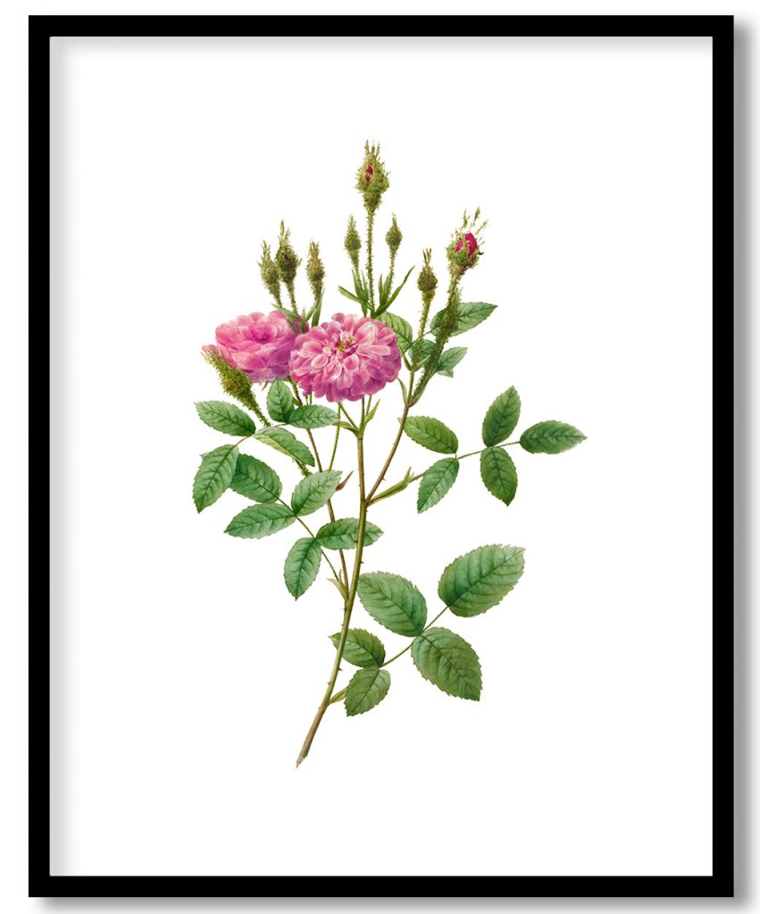 Rosa Pomponiana Muscosa (1817–1824) by Pierre Joseph Redouté and Henry Joseph Redouté