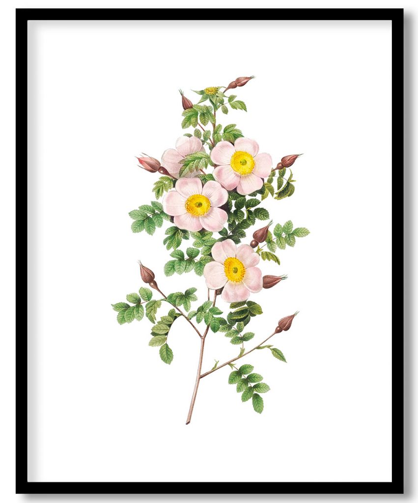 Rosa pimpinellifolia, also known as Burnet Rose (Rosa pimpinellifolia inermis) from Les Roses