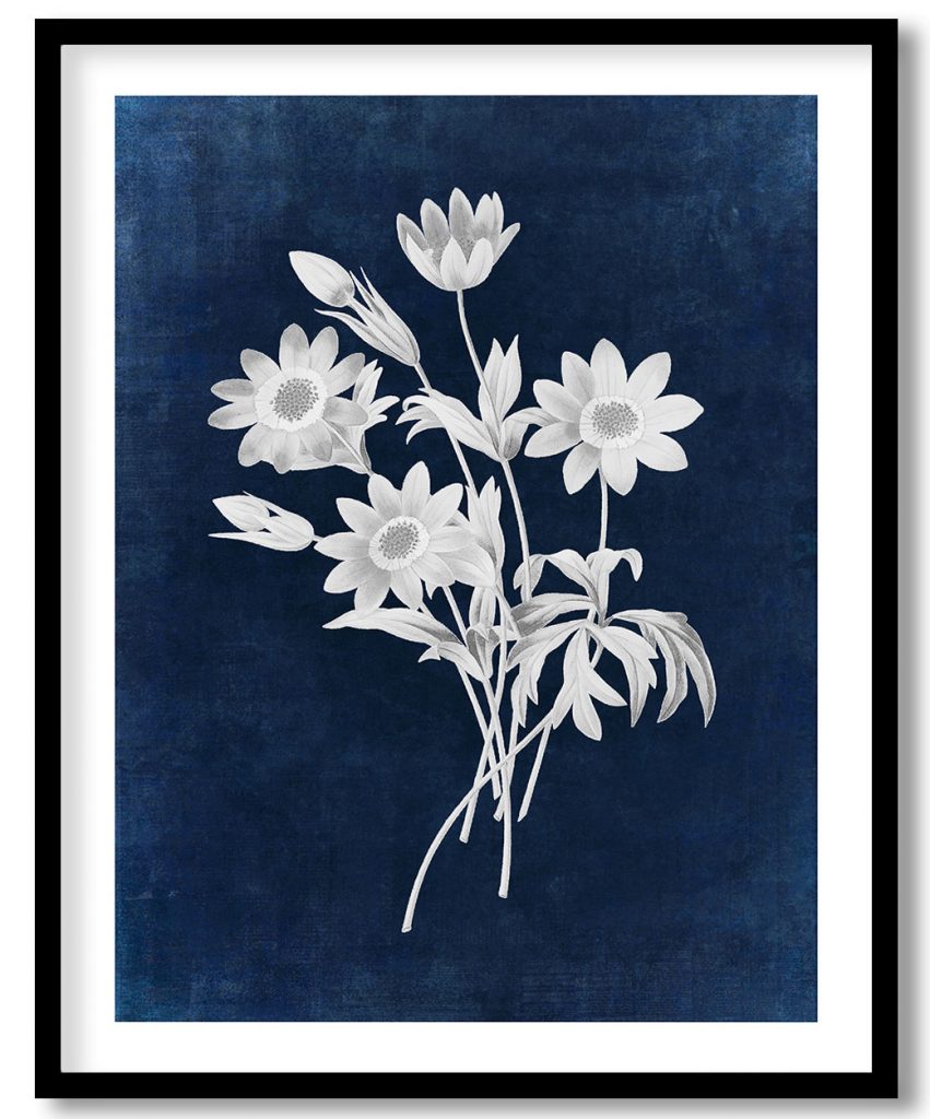 Broad leaved anemone flower - Indigo Pressed