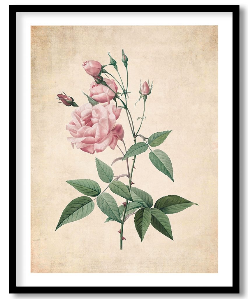 Rosa Gallica - Pressed Vintage Botanical