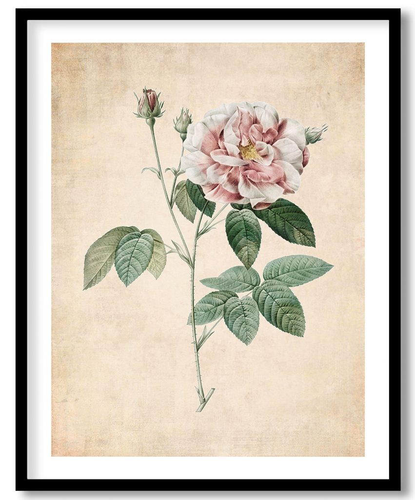 Rosa Gallica #2 - Pressed Vintage Botanical