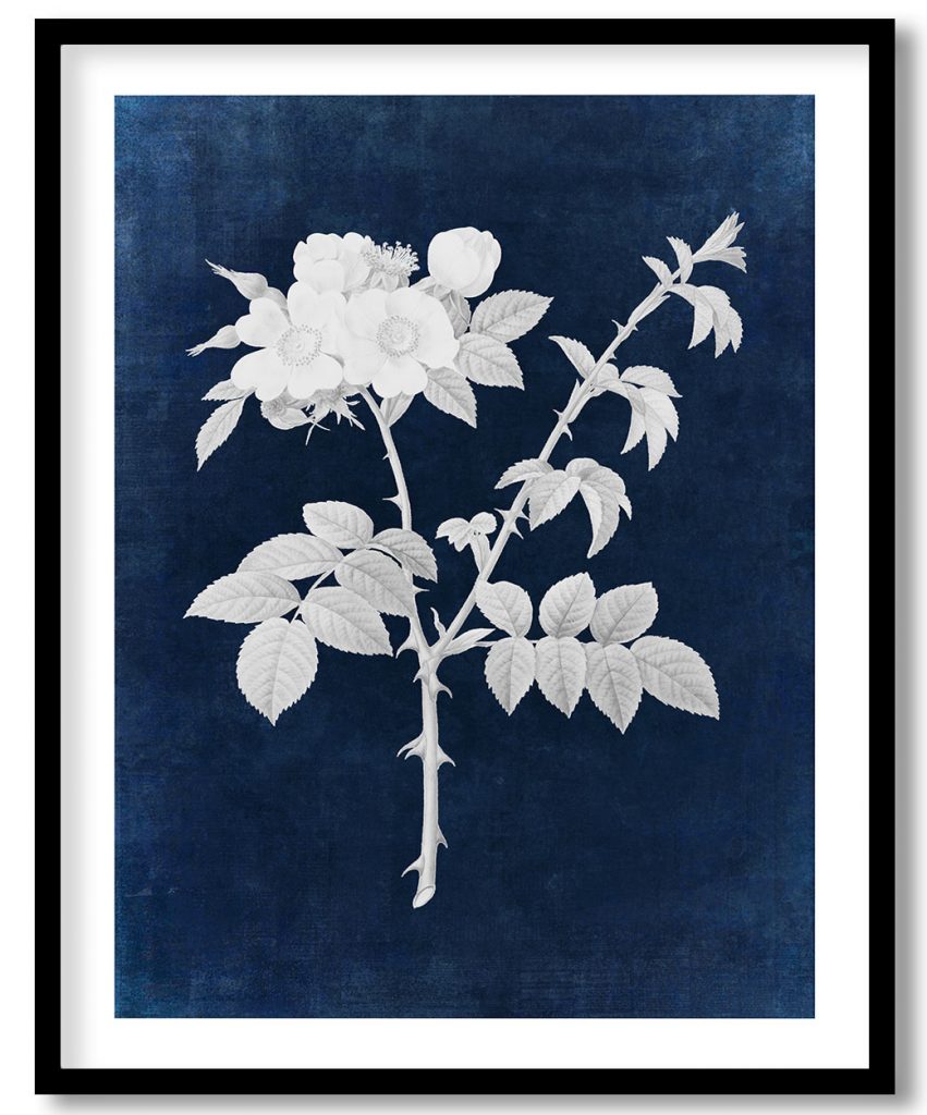 Brier bush rose - Indigo Pressed
