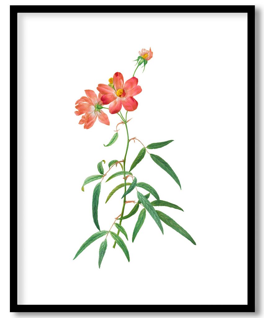 Rosa Longifolia botanical