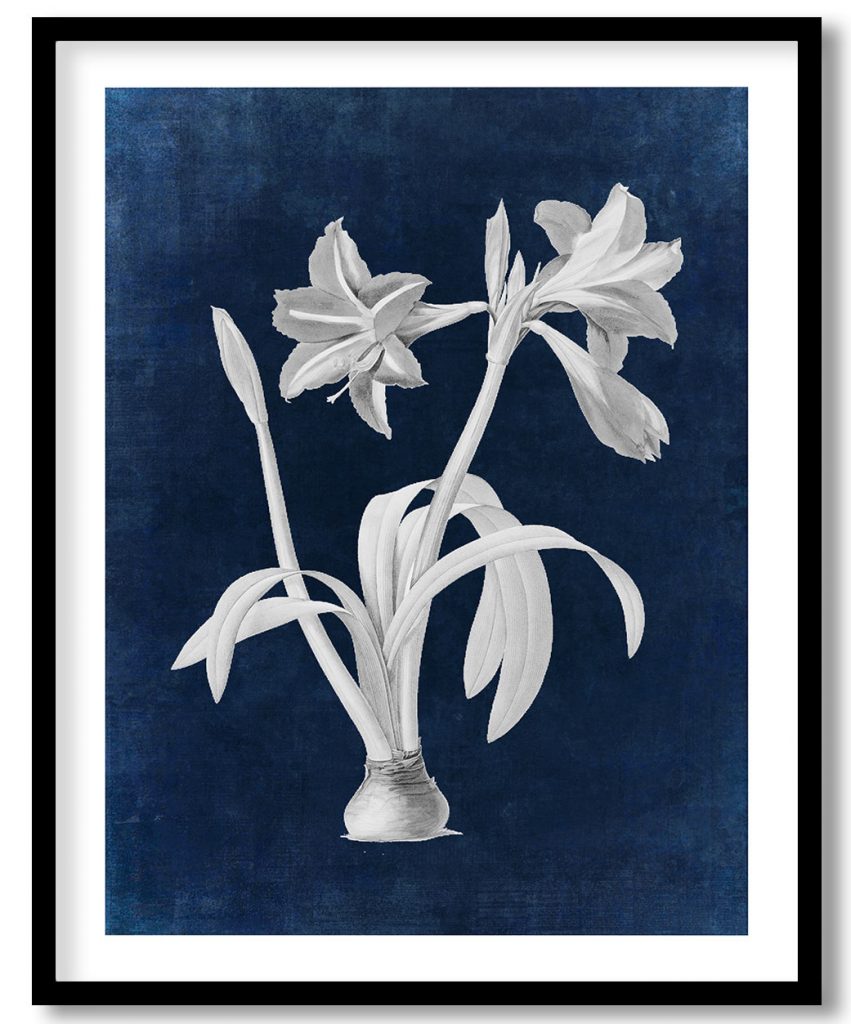 Brazilian amaryllis - Indigo Pressed