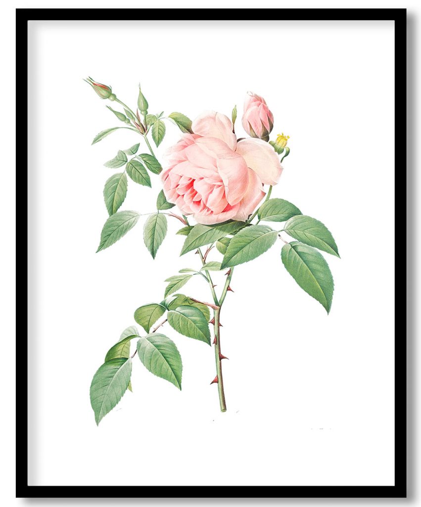 Rosa indica fragrans, also known as Fragrant Rosebush from Les Roses (1817–1824) by Pierre Joseph Redouté