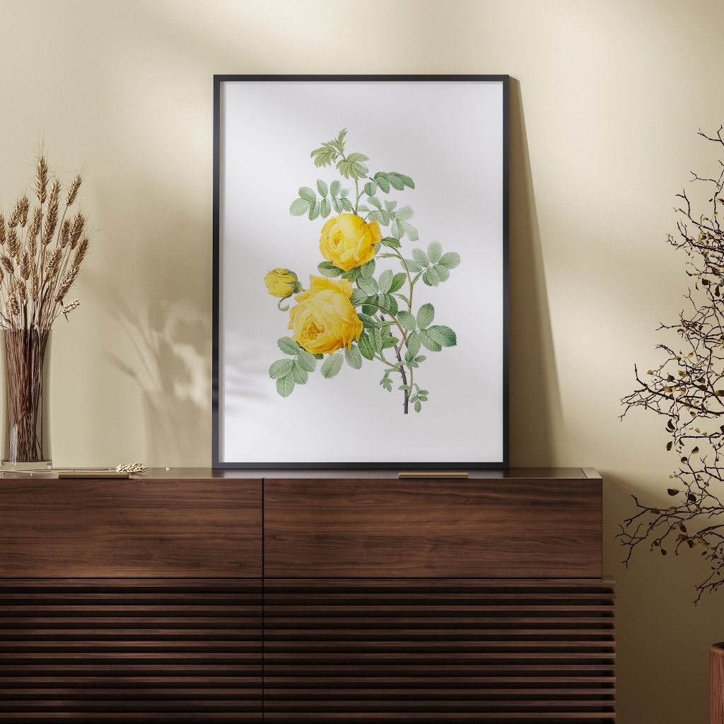 Rosa hemisphaerica, also known as Yellow Rose of Sulfur (Rosa sulfurea) from Les Roses (1817–1824) by Pierre Joseph Redouté