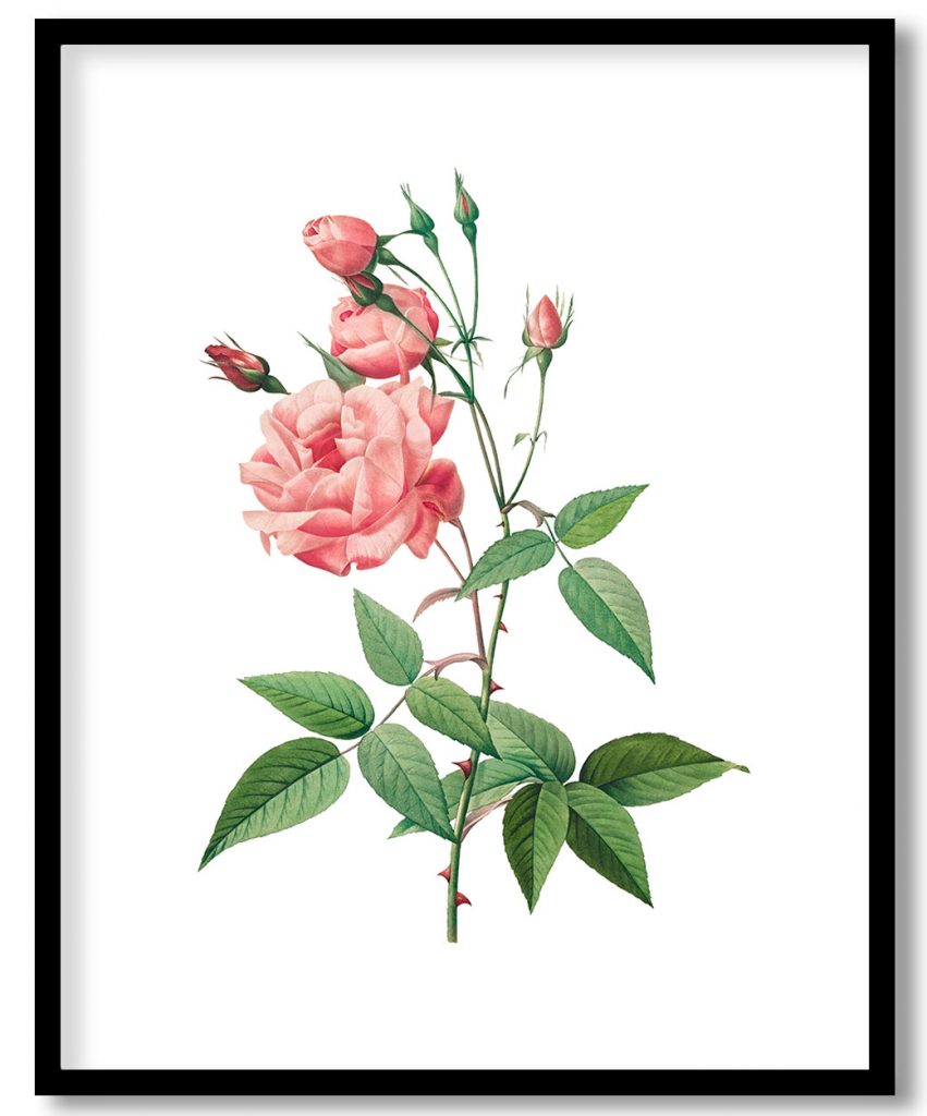 Rosa Gallica flower #3