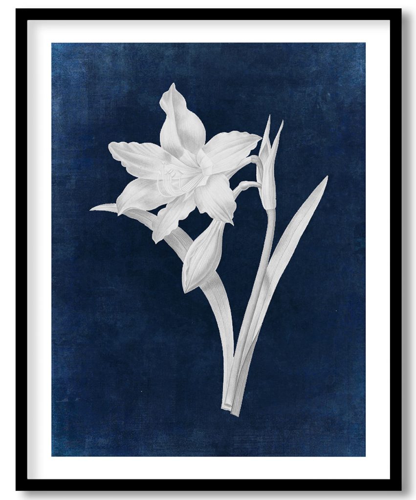 Botanical Amaryllis Equestre flower - Indigo Pressed