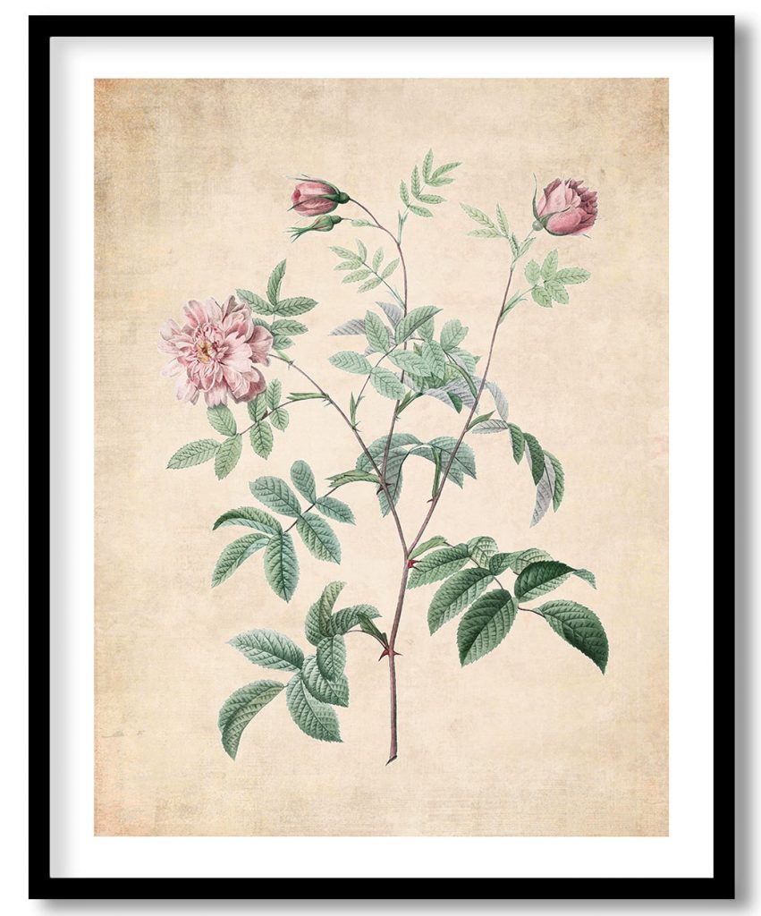 Rosa cinnamomea - Pressed Vintage Botanical