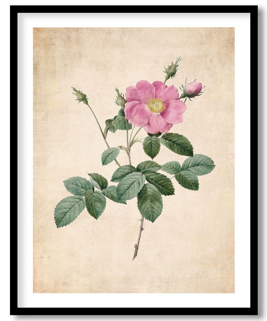 Rosa Centifolia Simplex - Pressed Vintage Botanical