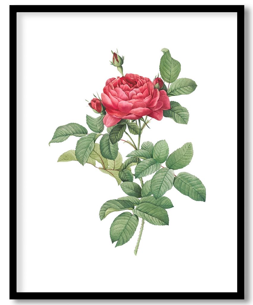 Rosa gallica pontiana, also known as Bridge Rose from Les Roses (1817–1824) by Pierre Joseph Redouté
