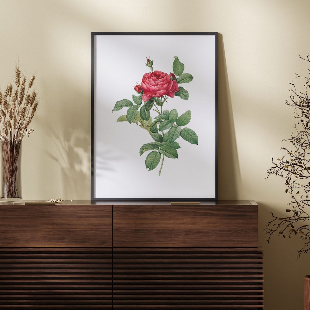 Rosa gallica pontiana, also known as Bridge Rose from Les Roses (1817–1824) by Pierre Joseph Redouté
