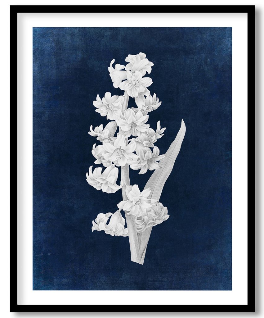 Blue hyacinth flower botanical - Indigo Pressed