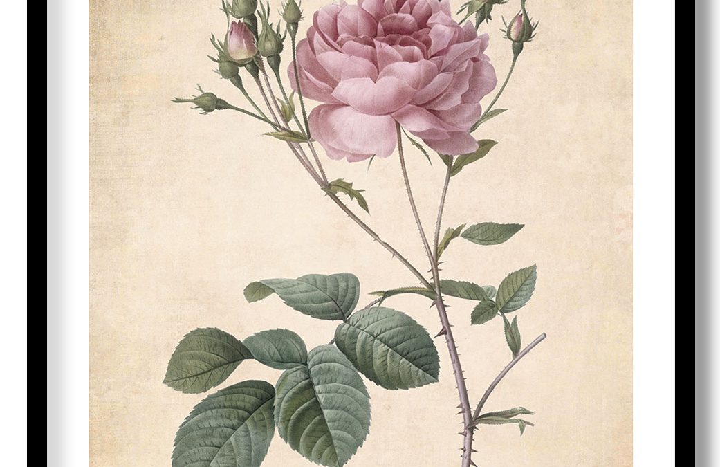 Rosa centifolia」ボタニカルアート Rosa centifolia」ボタニカル