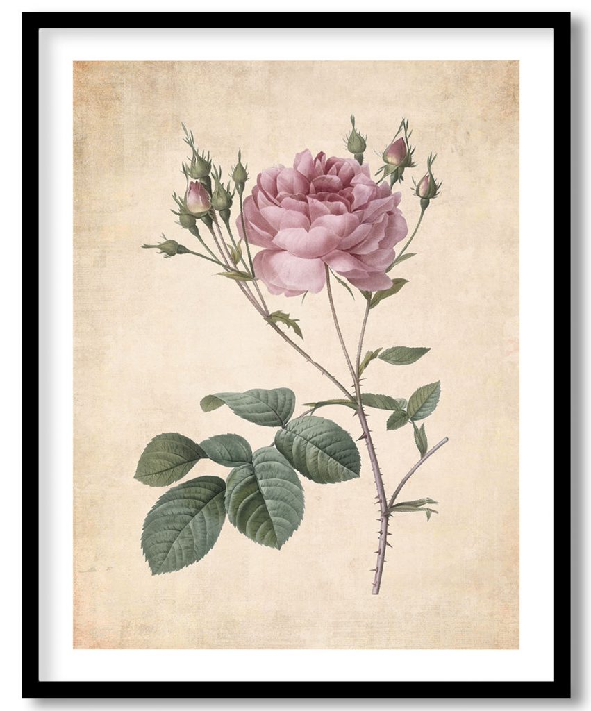 Rosa centifolia angelica rubra - Pressed Vintage Botanical