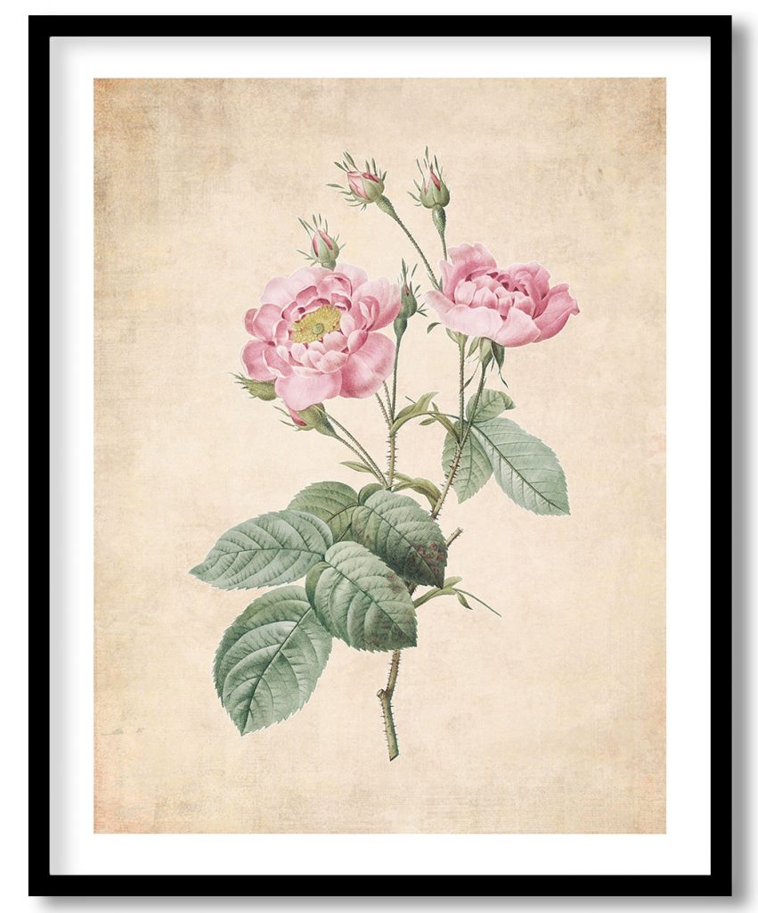 Rosa centifolia anemonoides - Pressed Vintage Botanical