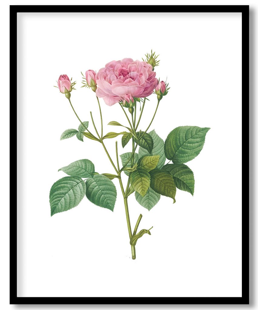 Rosa gallica granules flower