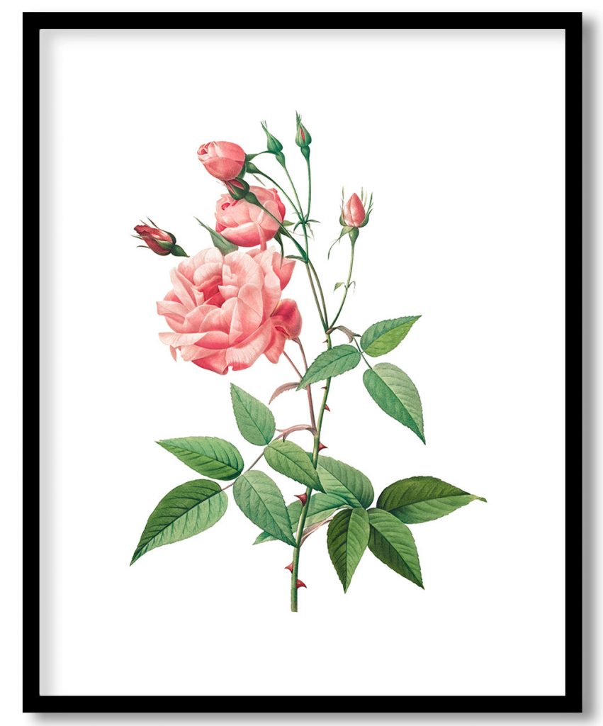 Rosa Gallica (1817–1824) by Pierre Joseph Redouté and Henry Joseph Redouté