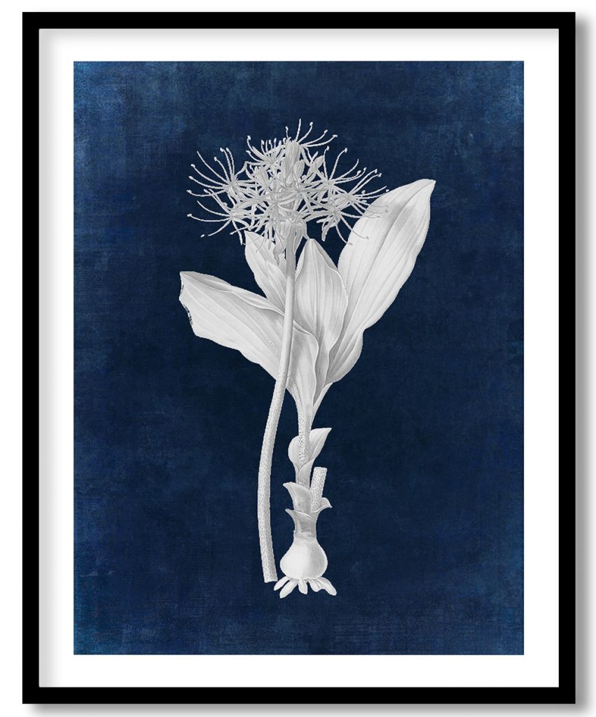Blood lily - Indigo Pressed