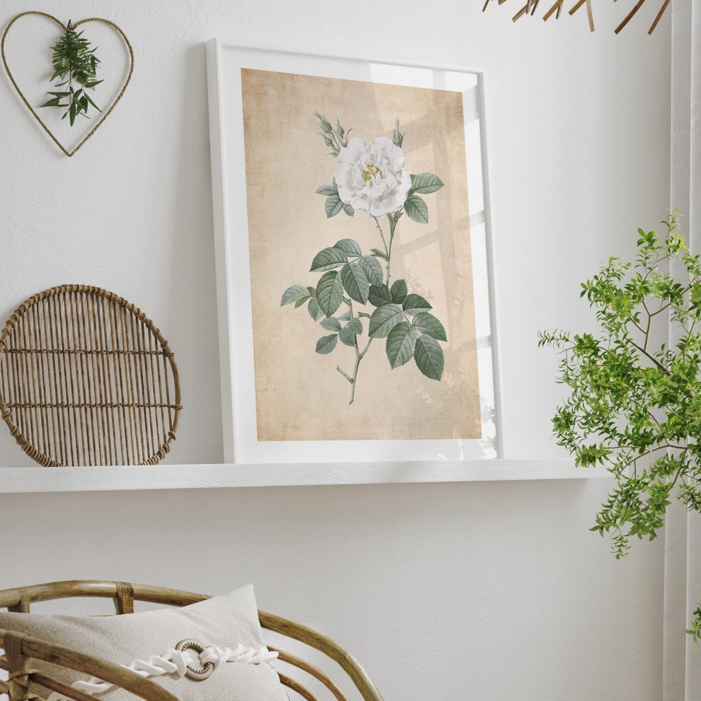 Botanical Vintage White Rose – Wall Art