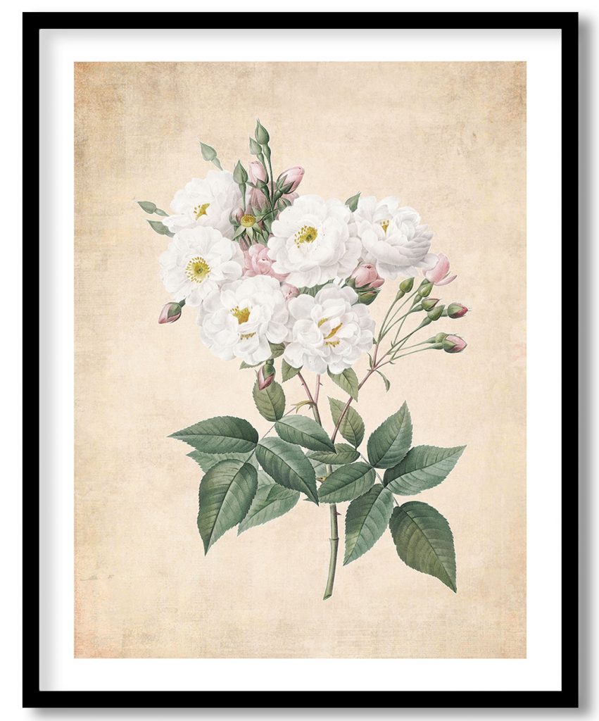 Rosa noisettiana - Pressed Vintage Botanical