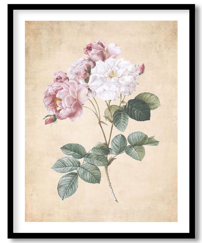 Rosa damascena - Pressed Vintage Botanical