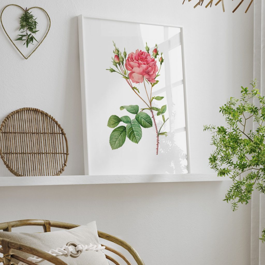Botanical Pink Rose and Buds 3 – Wall Painting
