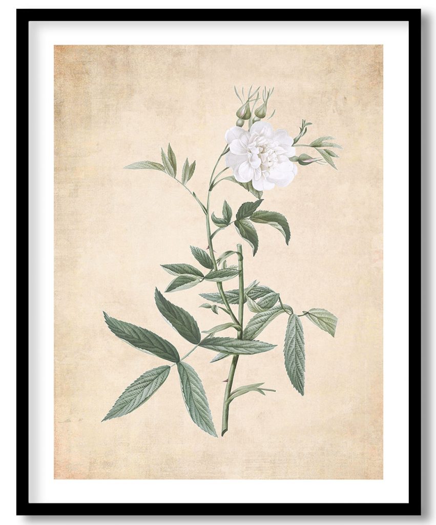 Rosa alba - Pressed Vintage Botanical