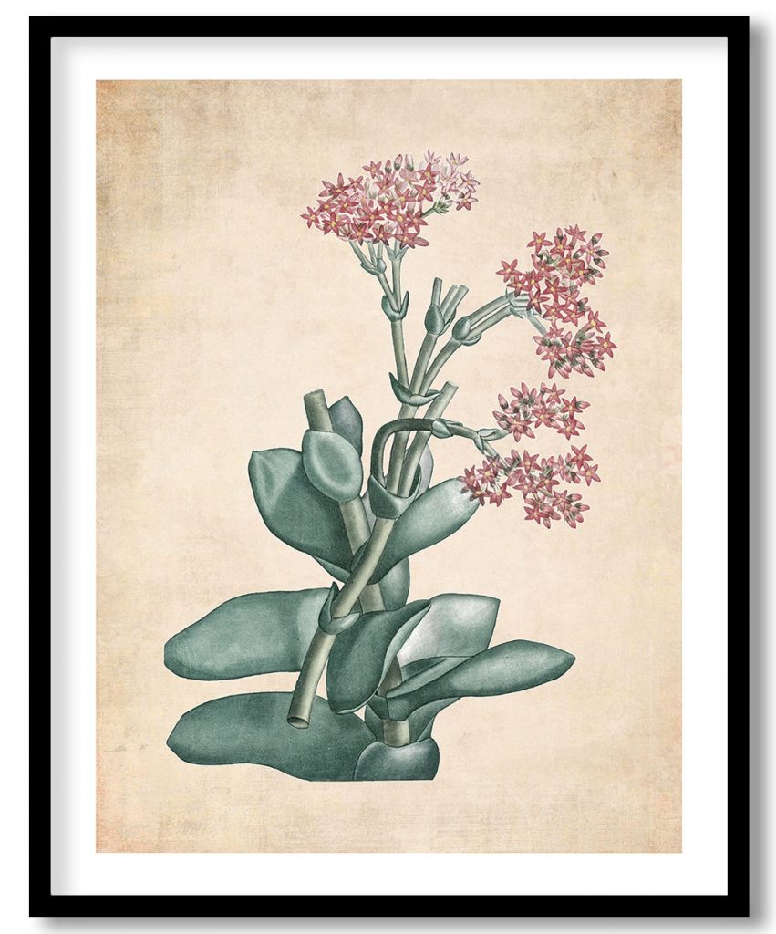 Rochea Falcata - Pressed Vintage Botanical