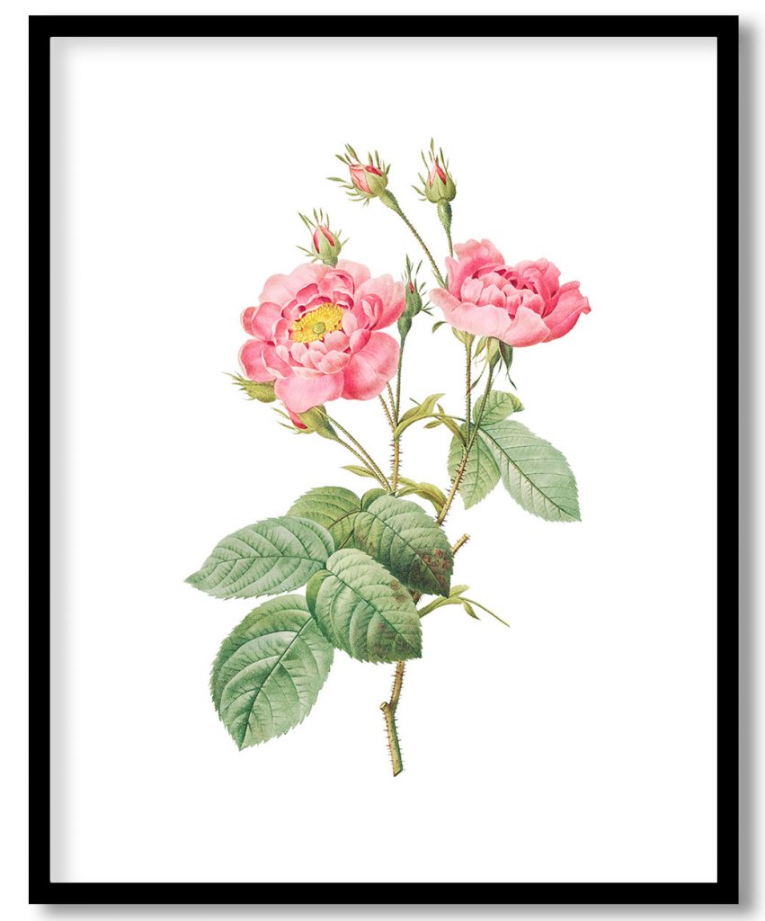 Rosa centifolia anemonoides, also known as The Anemone Centuries from Les Roses (1817–1824) by Pierre Joseph Redouté