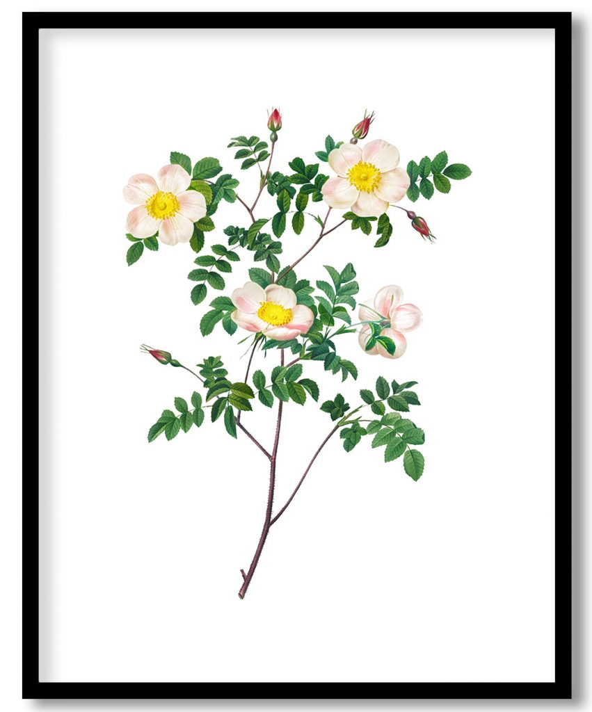 Rosa Candolleana Elegans (1817–1824) by Pierre Joseph Redouté and Henry Joseph Redouté
