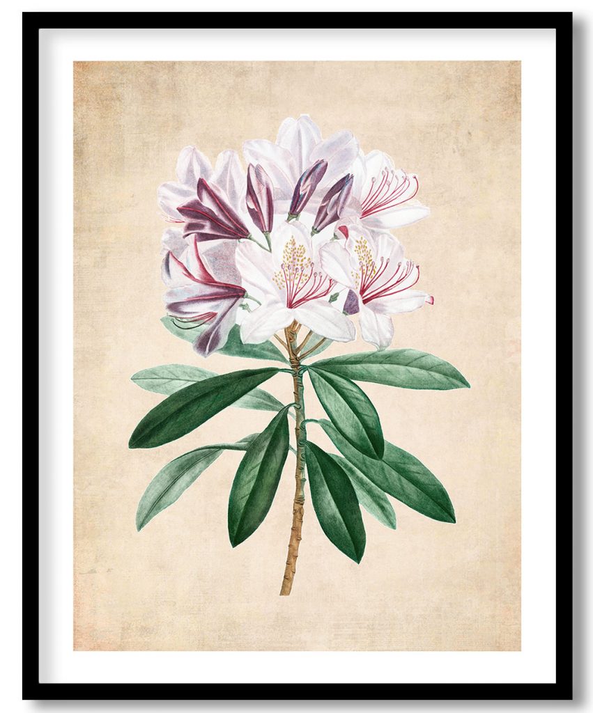 Rhododendron ponticum - Pressed Vintage Botanical