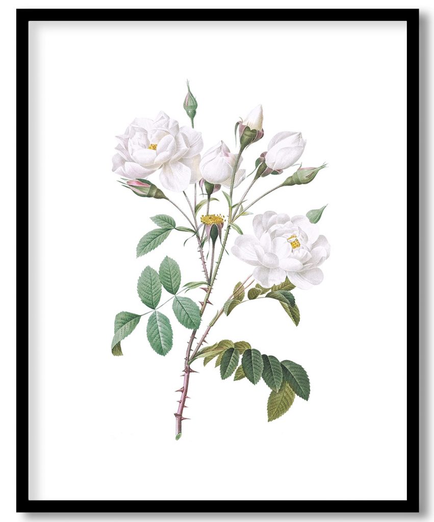 Rosa campanulata alba also known as Pink Bellflowers to White Flowers from Les Roses (1817–1824) by Pierre Joseph Redouté