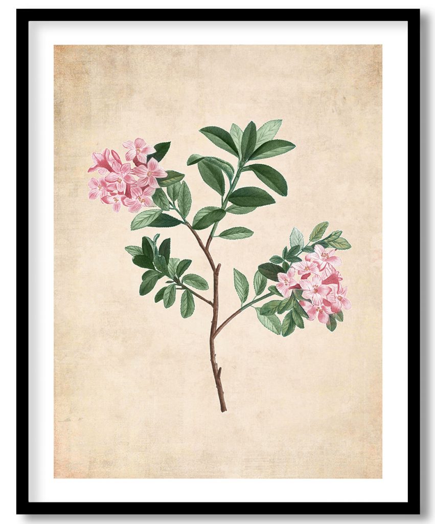 Rhododendron hirsutum - Pressed Vintage Botanical