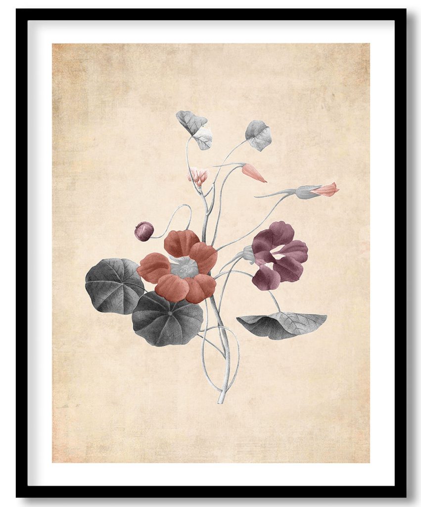 Retro flower #302 - Pressed Vintage Botanical