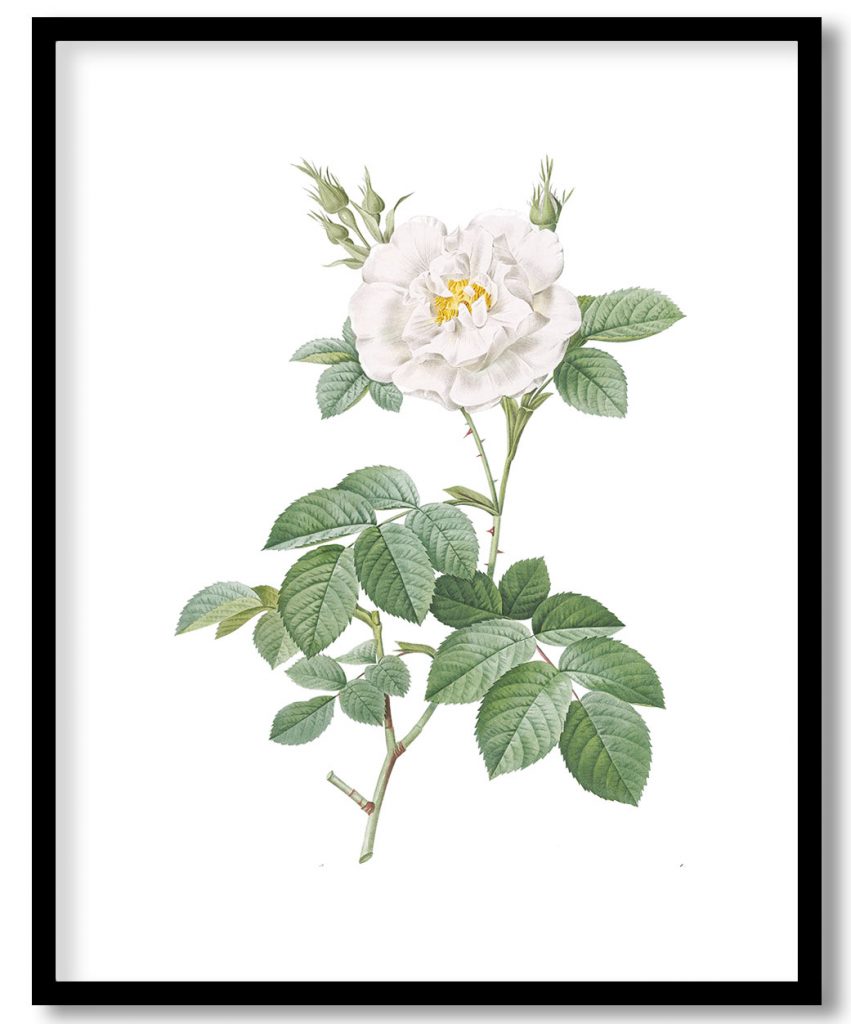 Rosa alba flore pleno, also known as Ordinary White Rose from Les Roses (1817–1824) by Pierre Joseph Redouté