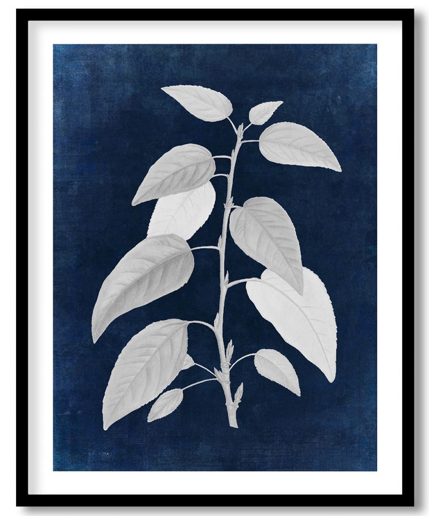 Balsam poplar - Indigo Pressed