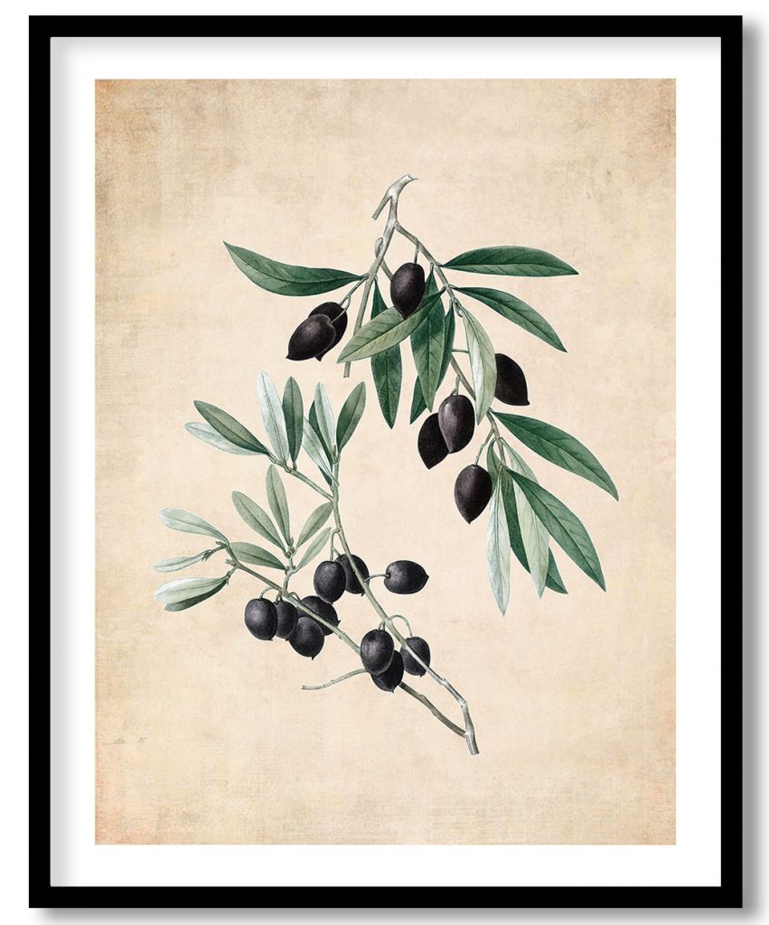 Redoute olive - Pressed Vintage Botanical