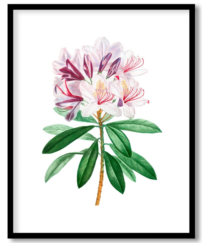 Rhododendron ponticum from Treatise On Trees And Shrubs Grown In Open Ground In France