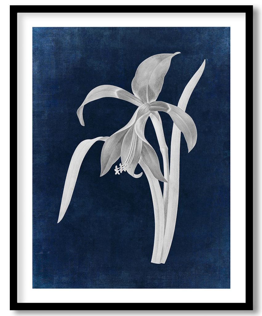 Amaryllis flower - Indigo Pressed