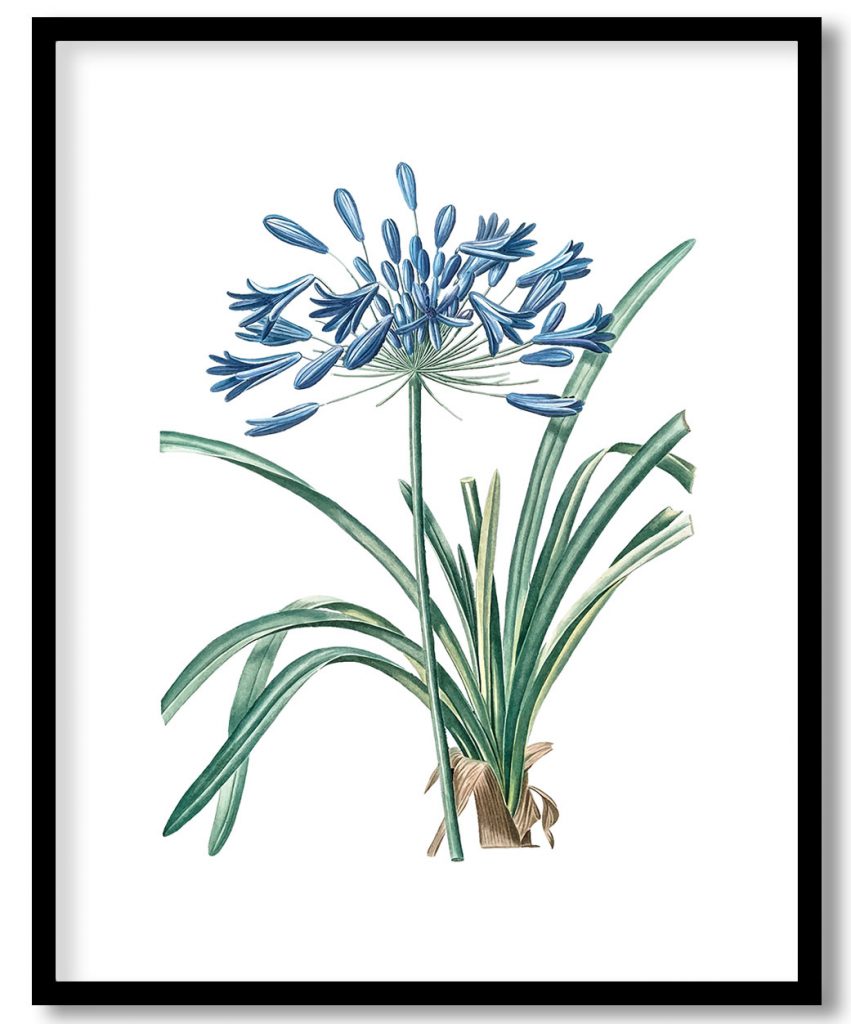 Vintage African lily