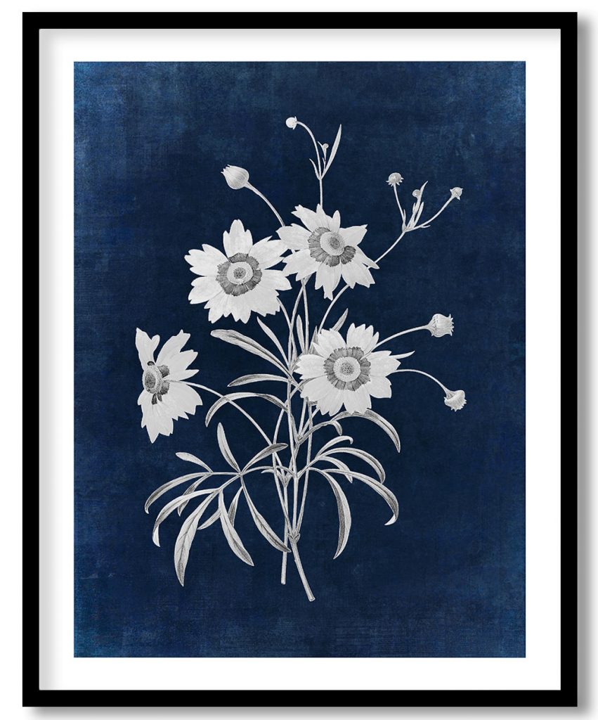 Tickseed flower - Indigo Pressed