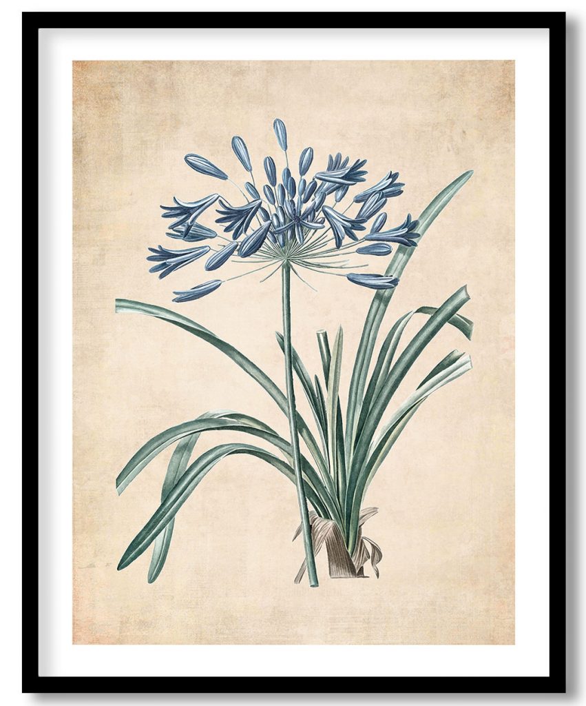 African lily - Pressed Vintage Botanical