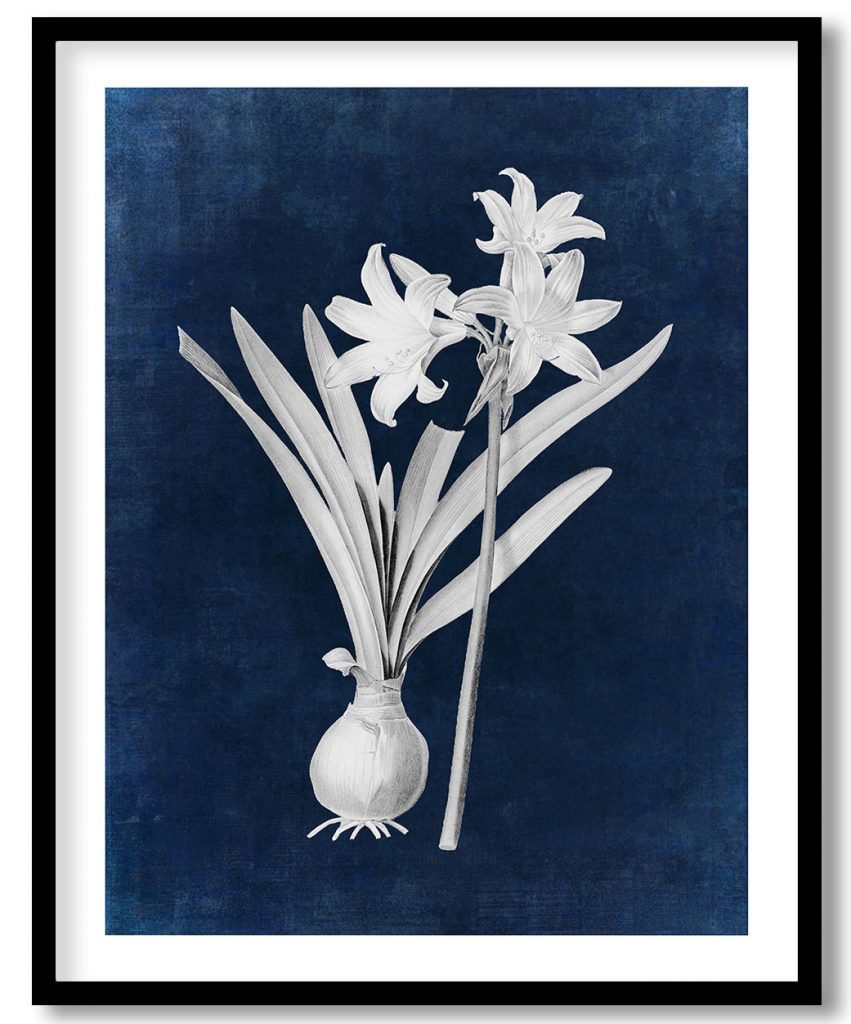 Amaryllis Belladonna - Indigo Pressed